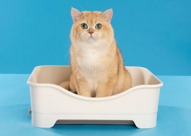 Rekomendasi Pasir Kucing Serap Bau di Ruangan Indoor