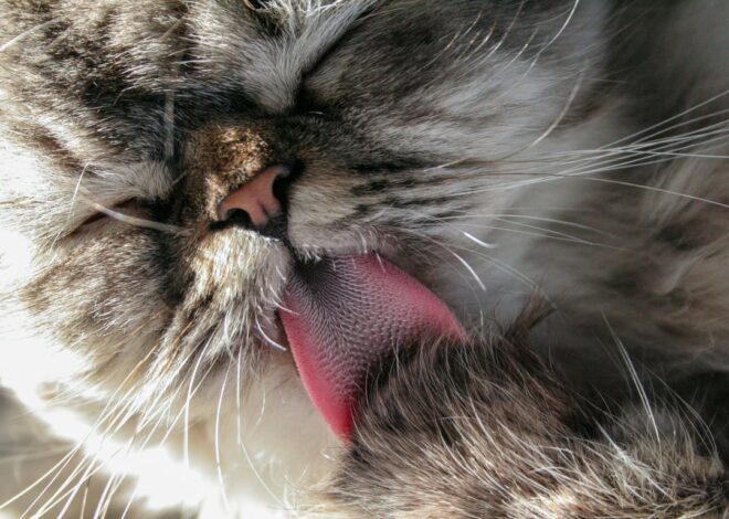 Fakta dan Fungsi Lidah Kucing Terasa Kasar