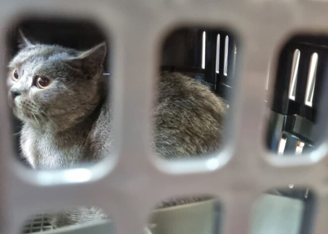 Memasuki Arus Mudik Lebaran, Pengiriman Hewan Peliharaan Via KAI Logistik Meningkat