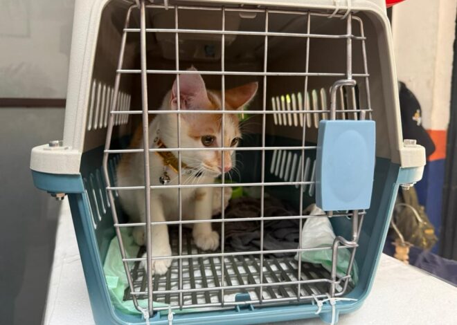 Mudik Bersama Hewan Peliharaan Kian Jadi Pilihan, KAI Logistik Catat 13.435 Pengiriman Hewan Peliharaan Selama Ramadan – IdulFitri