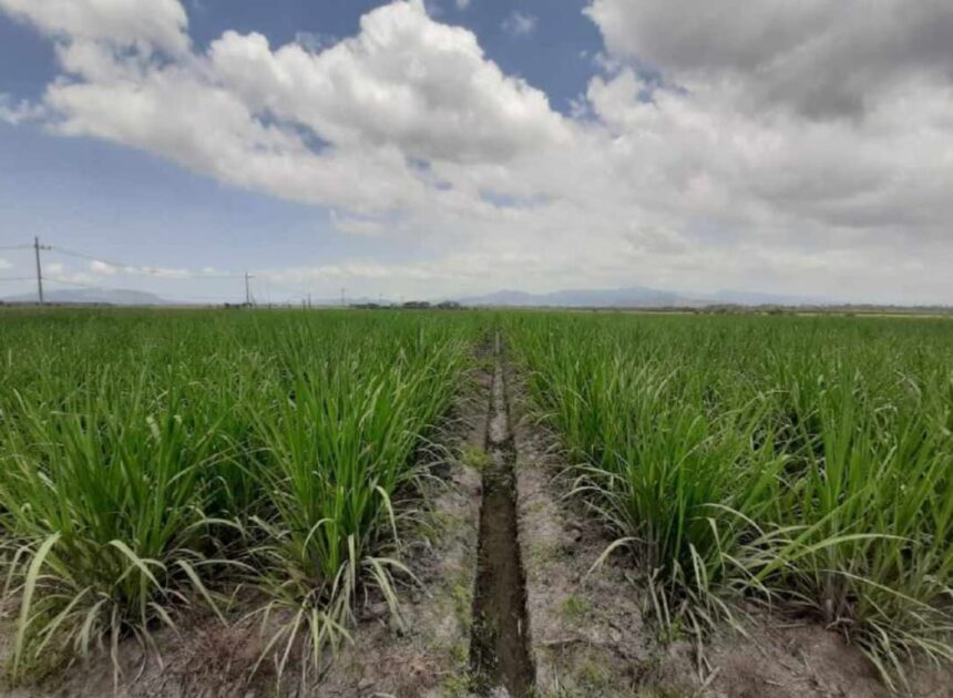 Holding Perkebunan Nusantara Dukung Ketahanan Pangan, PTPN I Masuk Bisnis Singkong dan Jagung
