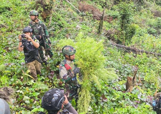 Jenderal Lucky Avianto Turun Gunung Hancurkan Ladang Ganja Di Pedalaman Rimba, Paska ‘Dilegalkan’ OPM Papua