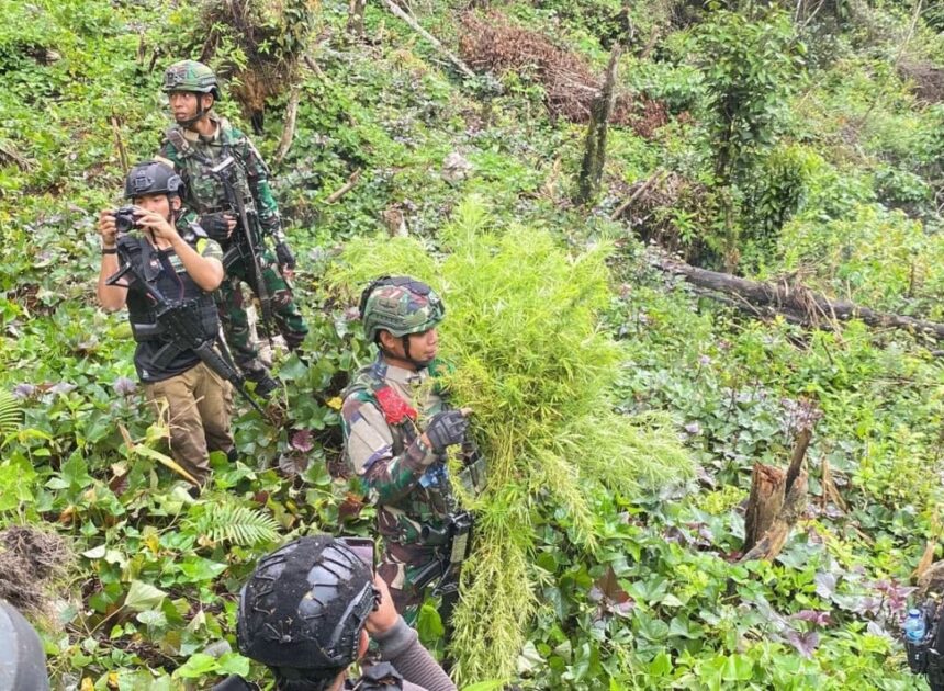 Jenderal Lucky Avianto Turun Gunung Hancurkan Ladang Ganja Di Pedalaman Rimba, Paska ‘Dilegalkan’ OPM Papua