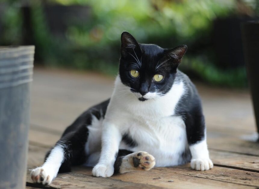 Penyebab Perut Kucing Membesar dan Cara Mengatasinya