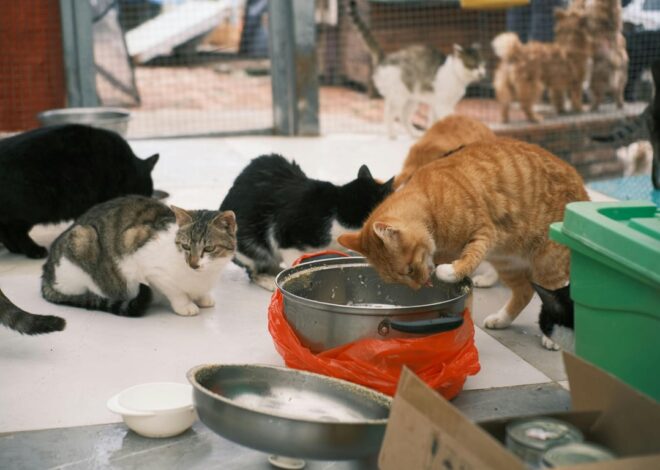 5 Kelebihan Adopsi Kucing Dari Shelter