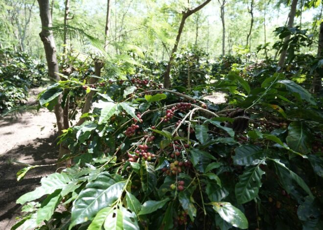 Holding Perkebunan Nusantara Dorong Kinerja Kopi PalmCo Tetap Solid di Tengah Tekanan Cuaca