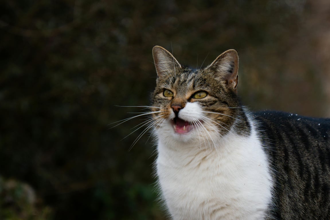 Mengenal Berbagai Suara Kucing dan Maknanya