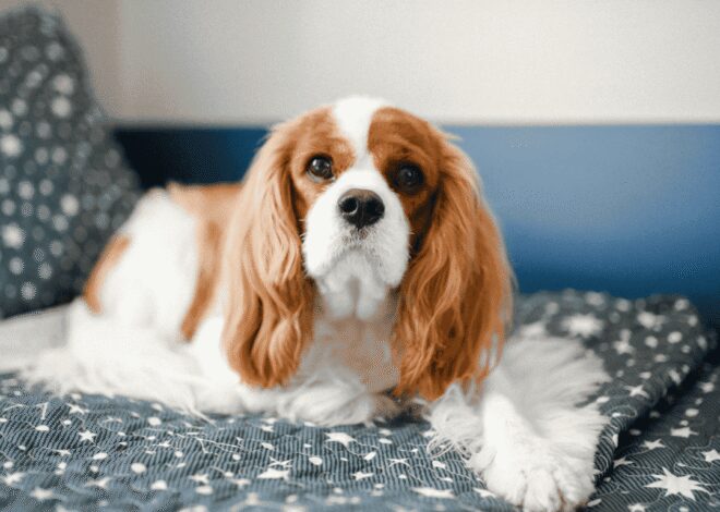 Kenapa Cavalier King Charles Spaniel Jadi Salah Satu Doggy Favorit Pecinta Hewan