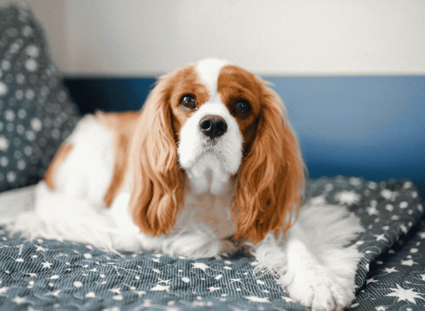 Kenapa Cavalier King Charles Spaniel Jadi Salah Satu Doggy Favorit Pecinta Hewan