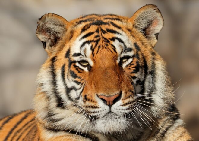 India Dorong Aliansi Global untuk Lindungi Kucing Besar Dunia lewat IBCA Summit 2026