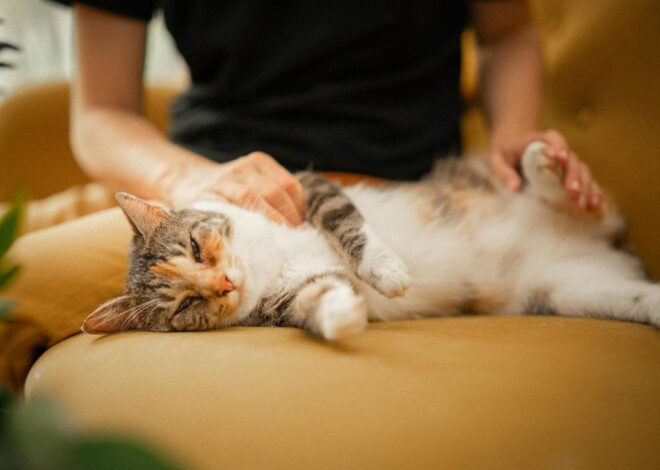 Posisi Tidur Kucing Ternyata Bisa Menunjukkan Kondisi dan Perasaannya