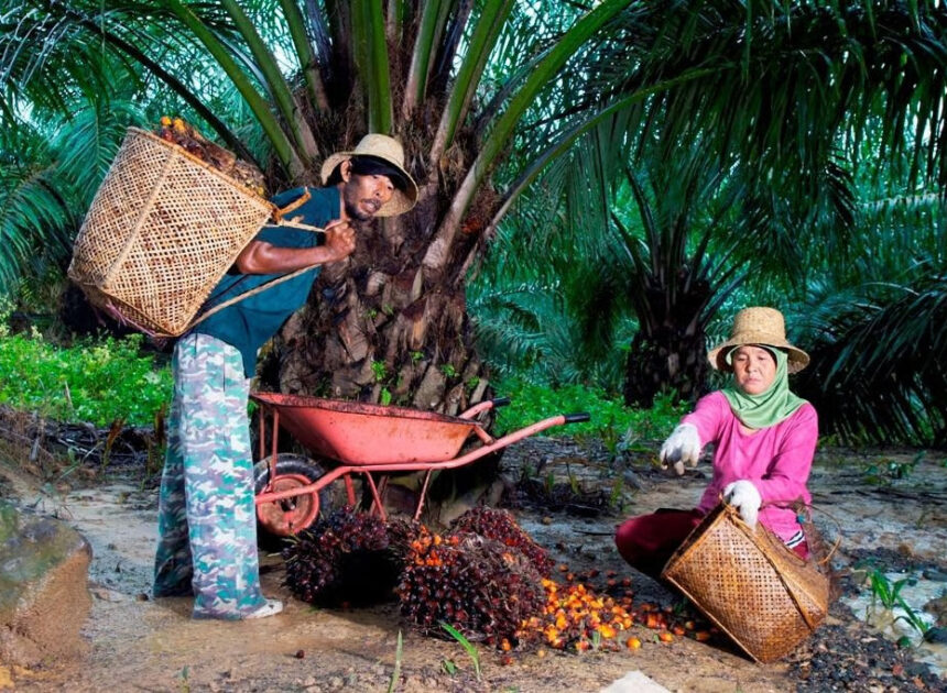 Peringati Hari Krida Pertanian, Holding Perkebunan Nusantara melalui PTPN IV PalmCo Serap 1,34 Juta Ton TBS Petani