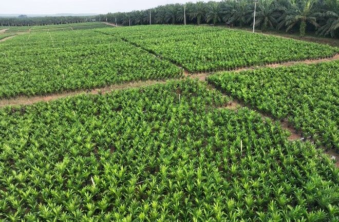 Holding Perkebunan Nusantara melalui PTPN IV PalmCo Akselerasi Peremajaan Sawit Petani di Riau Perkuat Implementasi Program B50