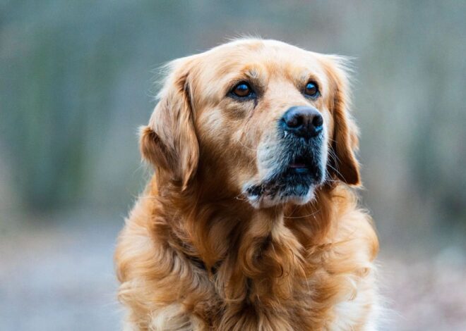 Golden Retriever Anjing Pintar yang Cocok Dipelihara Pemula