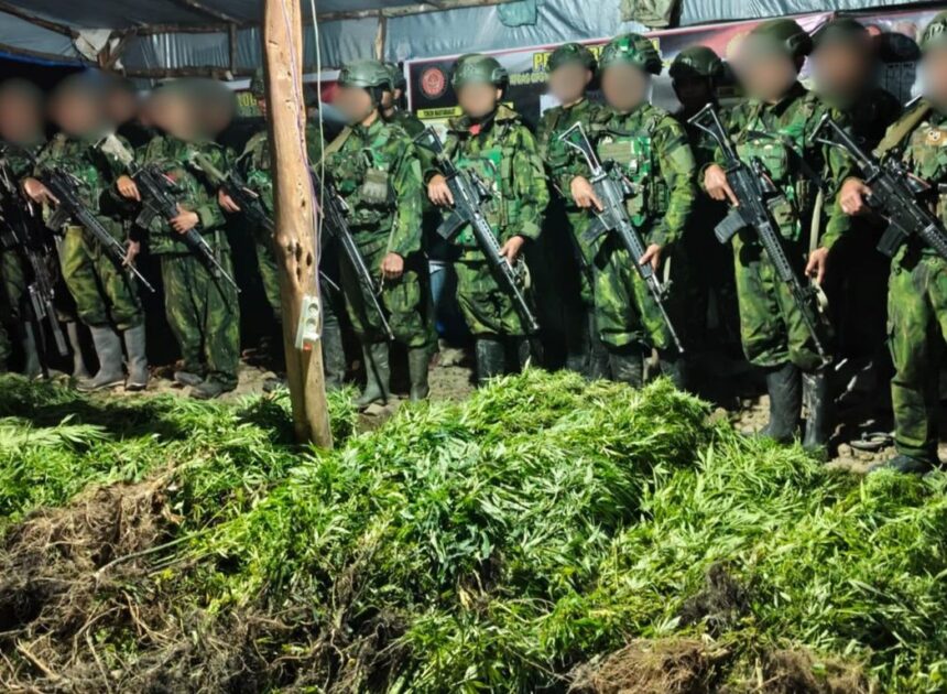 5.000 Batang Ganja Terungkap, TNI Habema Gagalkan Peredaran Narkotika