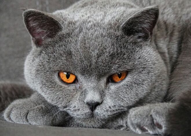 Ras Kucing Abu Abu Populer yang Cocok Dipelihara di Rumah
