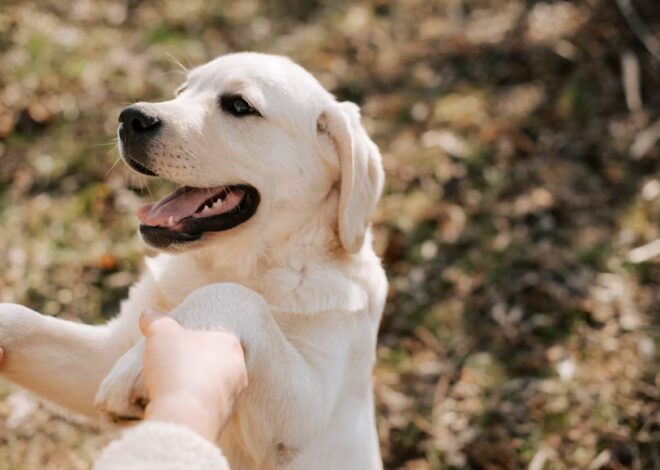 Dog Training Tips di Rumah Agar Anjing Pintar