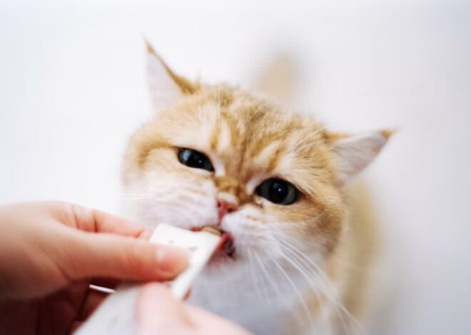Vitamin Kucing untuk Menjaga Kesehatan Kulit dan Bulu