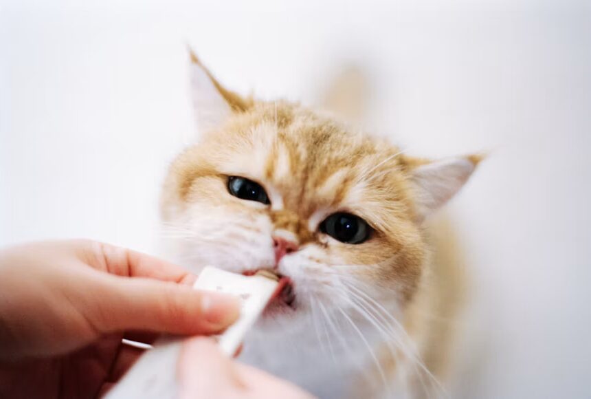Vitamin Kucing untuk Menjaga Kesehatan Kulit dan Bulu